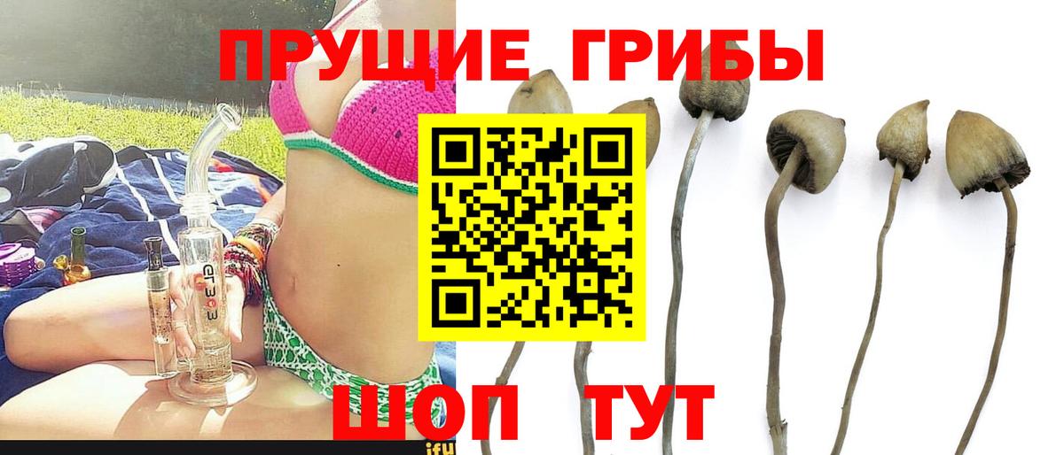 Псилоцибиновые грибы Cubensis Топки